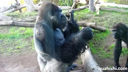 大猩猩为什么要吃自己的屎？