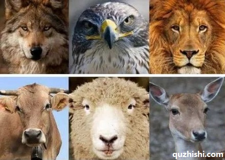 食草动物和食肉动物眼睛的位置不同？