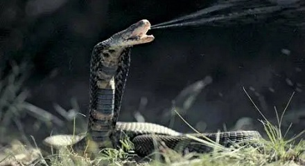眼镜蛇能不能被自己的毒液杀死？