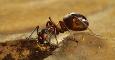 蚂蚁能提前预测地震？