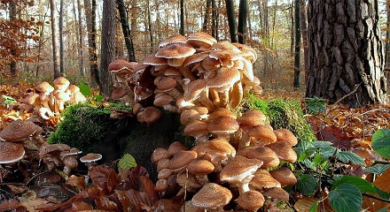 世界上最重的生物是一株蘑菇？