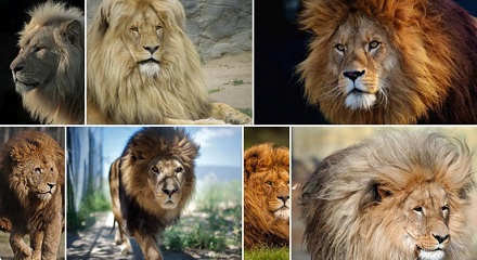 雄狮为什么长鬃毛？