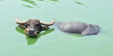 为什么夏天水牛喜欢泡在水里？