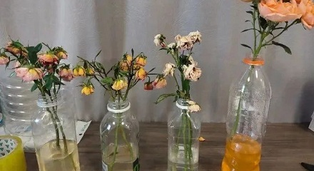 碳酸饮料也能用来养花？