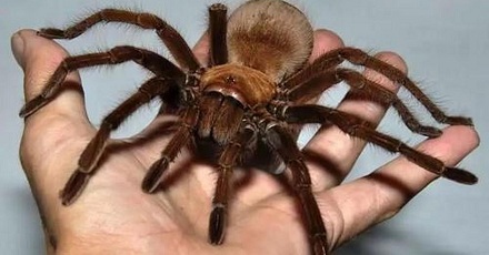 目前已知的最大蜘蛛是什么？