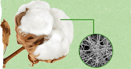 为什么杨絮不能替代棉花做棉被？