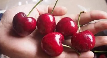 樱桃吃多了会中毒吗？