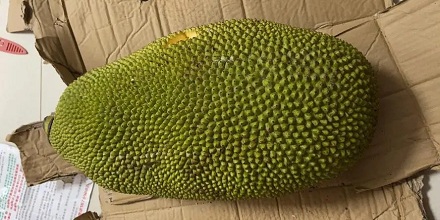 世界上哪一种水果最大？
