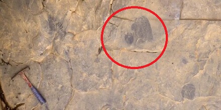 最古老成年水母化石有多古老？