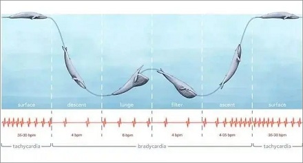 蓝鲸的心率可以降到每分钟 2 次