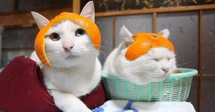 为什么猫咪会厌恶柑橘的味道？