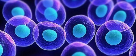 人体一天能够产生多少个细胞呢？