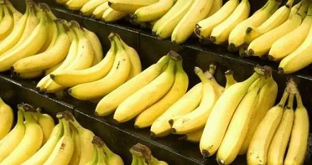 香蕉所含的放射性元素致癌吗？