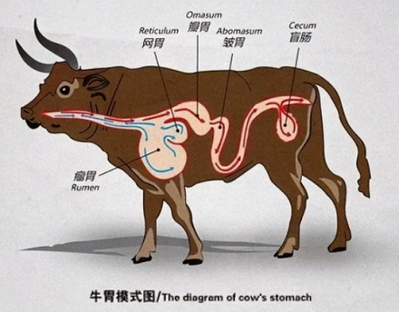 牛只吃草，不吃蛋白质和脂肪，为啥还能一身腱子肉？