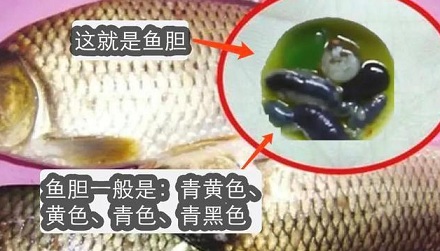 偏方「生吃鱼胆可清热明目」有科学依据吗？