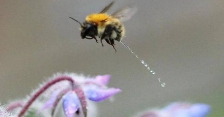 蜜蜂是如何拉屎撒尿的？