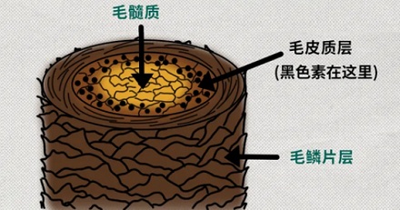 为什么染发的尽头一定是黄色？