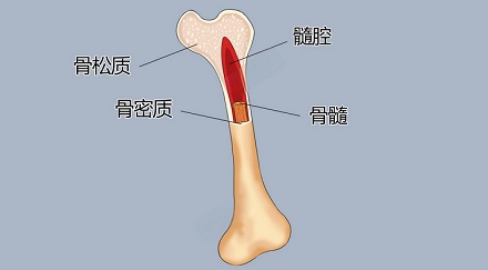 人体内主要的造血器官是什么？