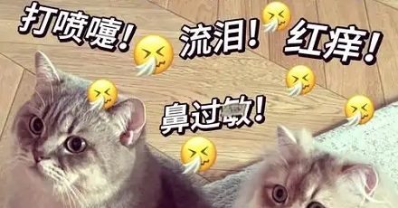 对猫过敏是由猫毛引起的吗？