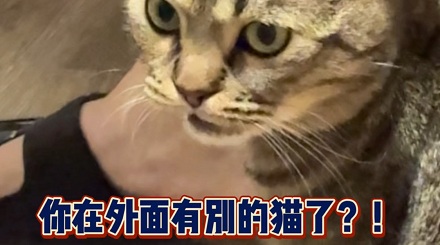 猫闻到你有别的猫的味道会吃醋吗？