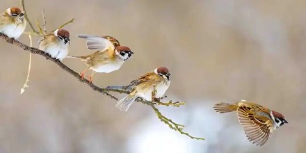 麻雀「让出空位」的行为是出于礼貌吗？