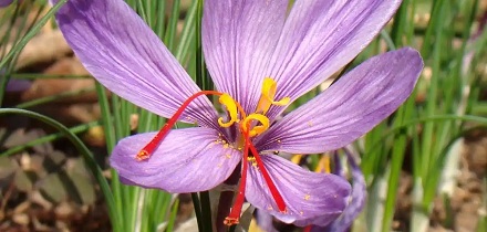 「藏红花」产自西藏吗？