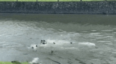 除了人类，其它动物爆发过大规模「战争」吗？