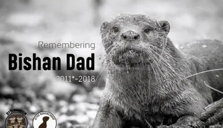 除了人类，其它动物爆发过大规模「战争」吗？