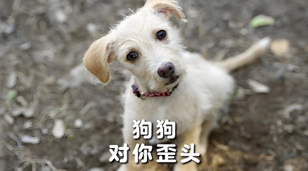 为什么狗狗总给你「歪头杀」？