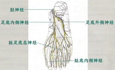 为什么脚趾被撞会感到格外的疼？
