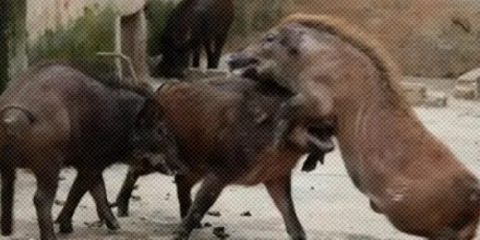 为啥家猪放到野外就会变成野猪,甚至还长出獠牙?