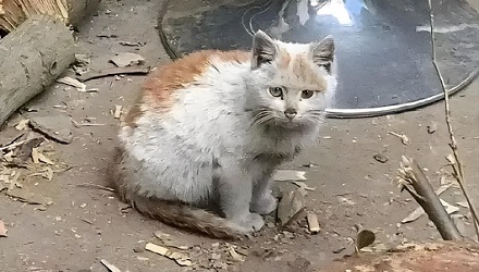 猫咪真能看见脏东西吗？
