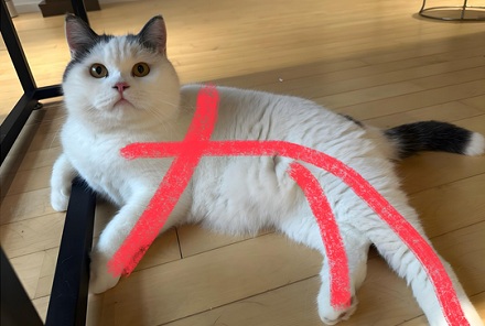 猫咪真能看见脏东西吗？