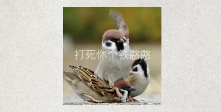 为什么麻雀没有灭绝风险，却还是国家保护动物？