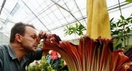 为什么说魔芋是一道「荤菜」？