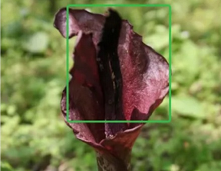 为什么说魔芋是一道「荤菜」？