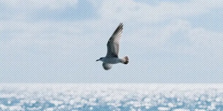 鸟飞过大海累了怎么办?真的嘴里衔在着一根树枝吗?