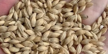 为什么欧洲人爱种大麦,中国人爱种小麦?
