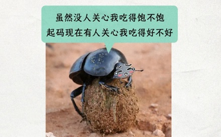 屎壳郎吃屎也会挑食吗？