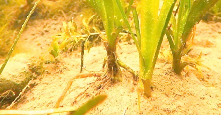 为什么生长在水里的植物不会腐烂？