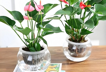为什么生长在水里的植物不会腐烂？