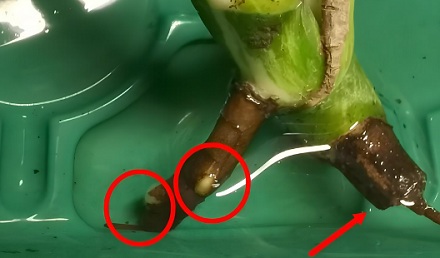 为什么生长在水里的植物不会腐烂？