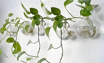 为什么生长在水里的植物不会腐烂？