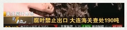 为什么出口落叶是违法的?