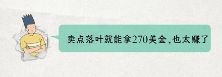 为什么出口落叶是违法的?