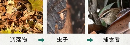 为什么出口落叶是违法的?