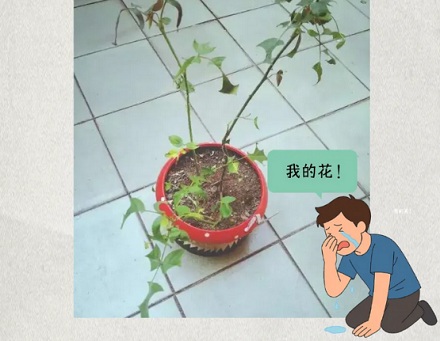 为什么有的桃子里面会吃出来很多叶子？