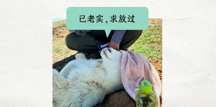 小羊肾脏移位了,牧民为什么把它的下半身埋进土里?