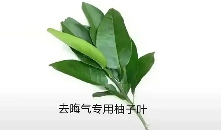 为啥柚子叶在广东被认为可以去晦气？