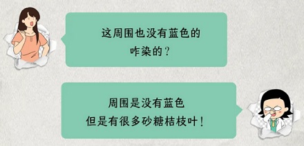 猪吃完砂糖橘，皮肤为什么会变蓝？